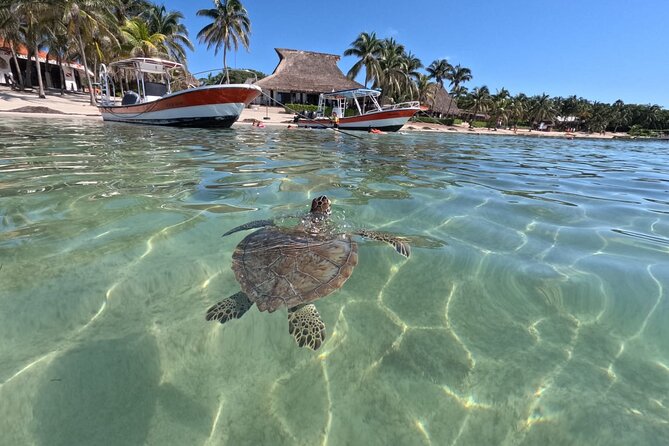 Private Snorkeling with Sea Turtles in Akumal Beach - Finding turtles, rays, fish, and reef life