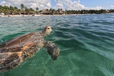 Private Snorkeling with Sea Turtles in Akumal Beach