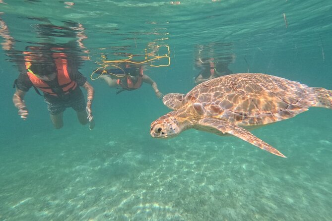 Private Snorkeling with Sea Turtles in Akumal Beach - Why the private format changes the experience