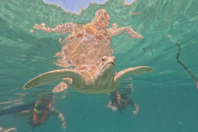 Private Snorkeling with Sea Turtles in Akumal Beach - Photos, videos, and what you actually receive