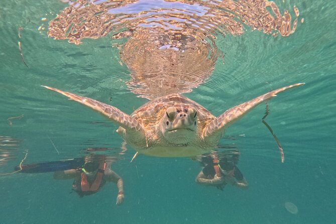 Private Snorkeling with Sea Turtles in Akumal Beach - The real value at $65.57 per person