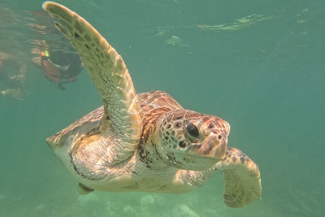 Private Snorkeling with Sea Turtles in Akumal Beach - Who should book this Akumal experience