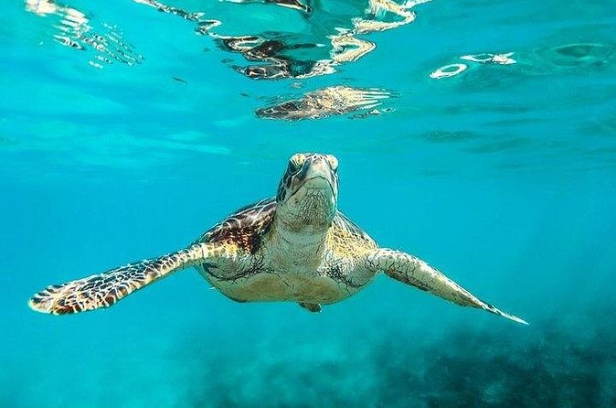 Private Tour: Barbados Catamaran Snorkeling Cruise - What the $3,210 price really buys