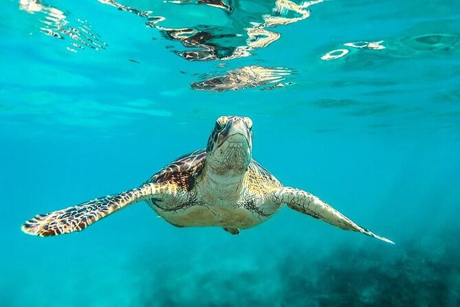 Private Tour: Barbados Catamaran Snorkeling Cruise - Carlisle Bay and the green turtles