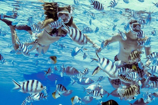 Private Tour: Bora Bora Lagoon Eco Snorkel Cruise - 3hrs or 6hrs - What the guides add to the outing