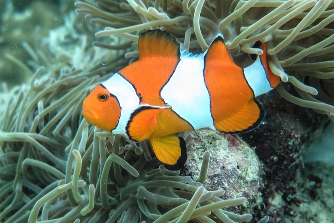 Private Tour to Hong Islands & 4 Islands with Sunset & Night Snorkel - Night snorkeling and the package confusion
