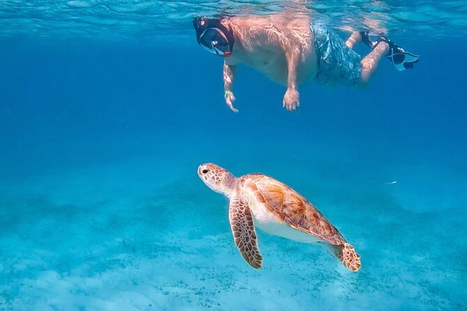 Private Turtle Spotting Snorkeling Excursion in Aruba - Key things to know before you book