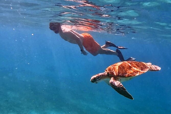 Private Turtle Spotting Snorkeling Excursion in Aruba - The guides make the biggest difference