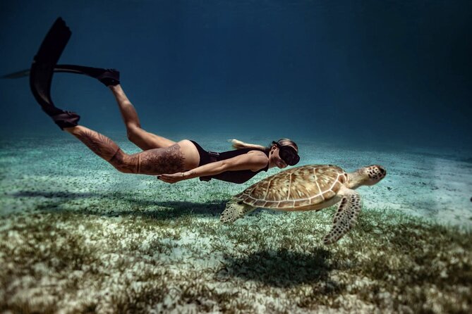 Private Turtle Spotting Snorkeling Excursion in Aruba - How to snorkel near turtles without spoiling the encounter