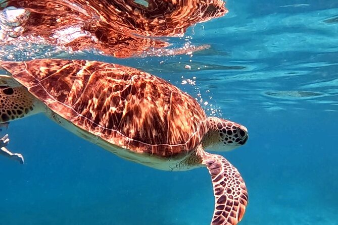 Private Turtle Spotting Snorkeling Excursion in Aruba - What you pay for at $97