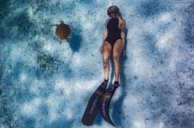 Private Turtle Spotting Snorkeling Excursion in Aruba - Wildlife is the one thing nobody controls