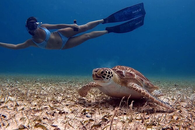 Private Turtle Spotting Snorkeling Excursion in Aruba - What the 90-minute route feels like