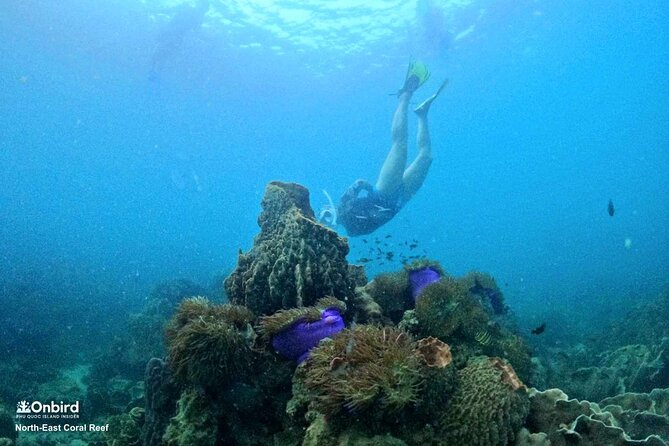 PRO-SNORKELING to Explore Hidden Coral Reefs (MAX 10 PAX) - Why the reef choice matters in An Thoi