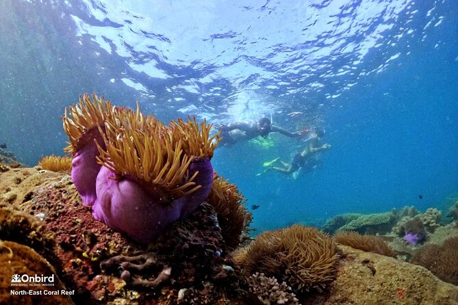 PRO-SNORKELING to Explore Hidden Coral Reefs (MAX 10 PAX) - How the small group changes the experience