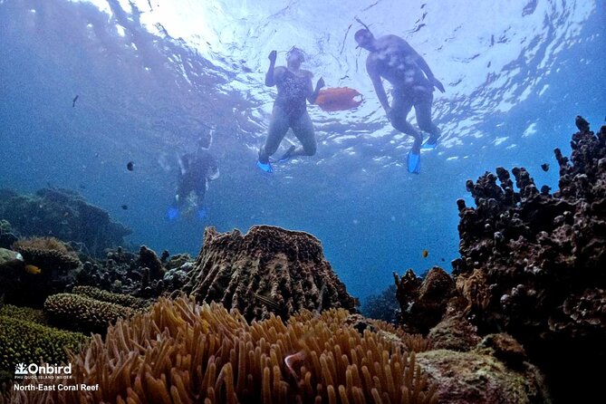 PRO-SNORKELING to Explore Hidden Coral Reefs (MAX 10 PAX) - Who will enjoy this Phu Quoc snorkeling trip most