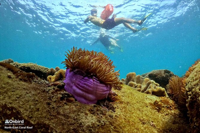 PRO-SNORKELING to Explore Hidden Coral Reefs (MAX 10 PAX) - Practical details that affect your day