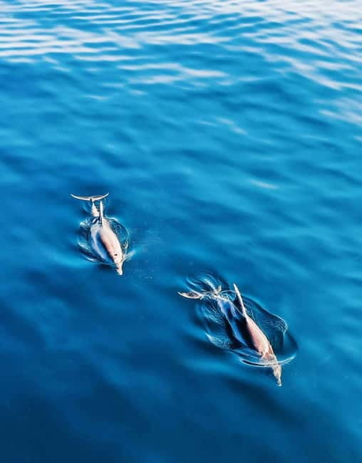 Puerto Banús: Floky Boat Cruise with Snorkeling & Paddle SUP - Sun, shade, music, and coastal views
