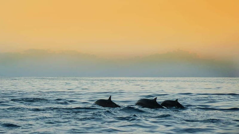 Puerto Banús: Floky Boat Cruise with Snorkeling & Paddle SUP - Service, language, and the private-group feel