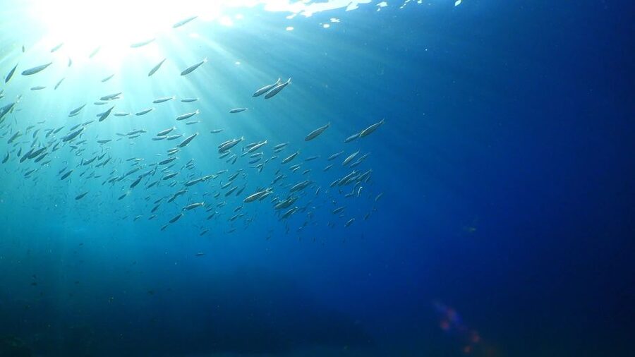 Puerto del Carmen: Snorkeling Trip with Dive Instructor - Key points to know before booking