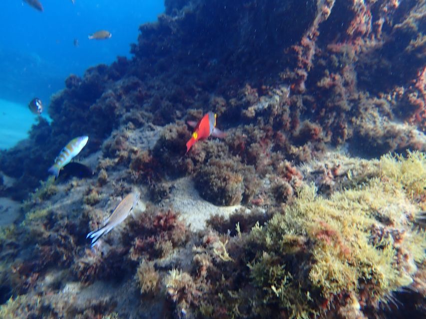 Puerto del Carmen: Snorkeling Trip with Dive Instructor - One hour of fish spotting in Lanzarote