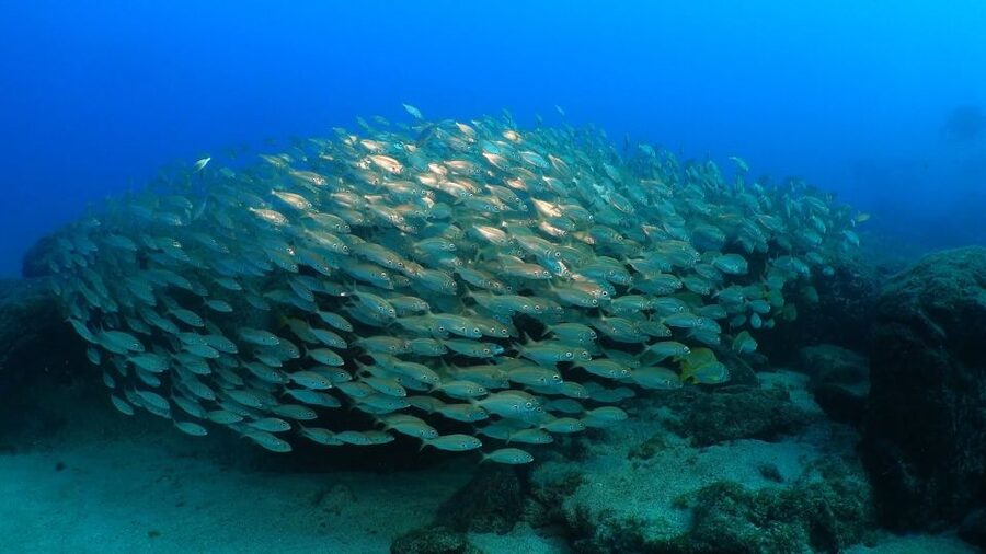 Puerto del Carmen: Snorkeling Trip with Dive Instructor - Coming out of the water and the small snack break