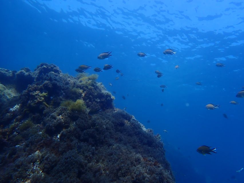 Puerto del Carmen: Snorkeling Trip with Dive Instructor - Who should book this experience
