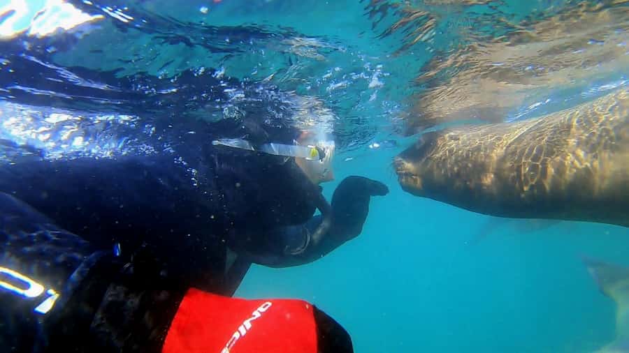 Puerto Madryn: Snorkeling Trip with Sea Lions - Paraná Beach and the Spanish shipwreck