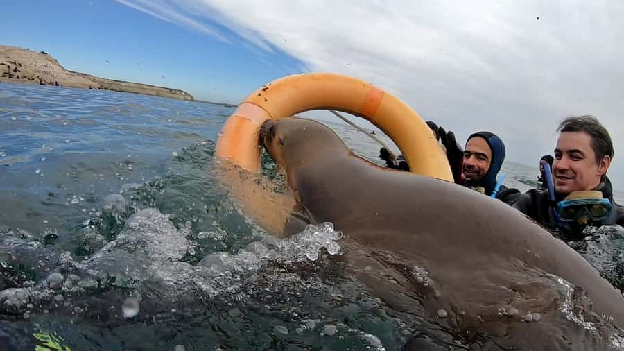 Puerto Madryn: Snorkeling Trip with Sea Lions - About 40 minutes snorkeling with the sea lions