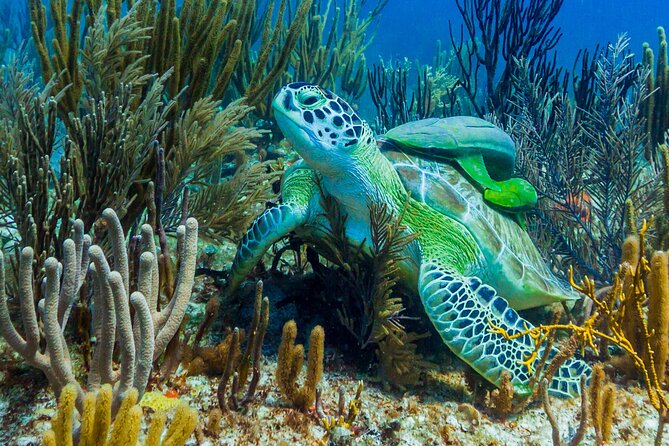 Puerto Morelos Catamaran Reef Sail and Snorkel - Who should book this outing