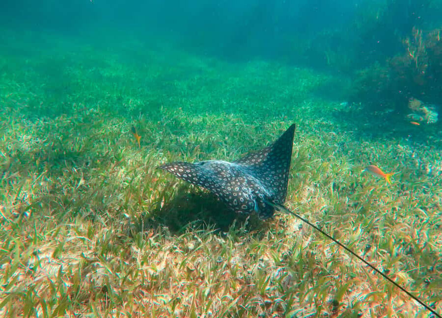 Puerto Morelos: National Reef Park Snorkeling & Beach Lunch - Preparing for the reef at Puerto Morelos