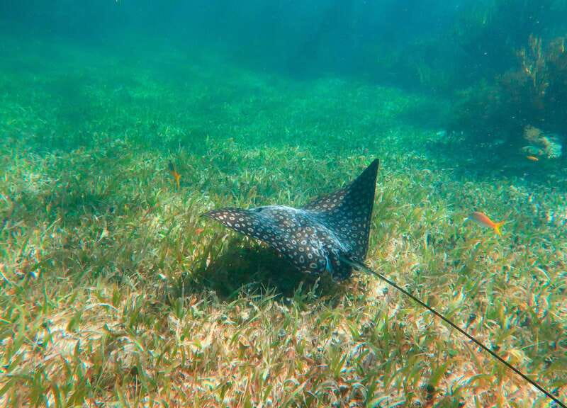 Puerto Morelos: National Reef Park Snorkeling & Beach Lunch - What is included, and what costs extra