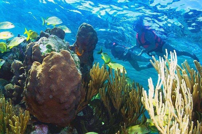 Puerto Morelos Reef Snorkeling Tour with Lunch & Hotel Pickup - Communication is the main risk