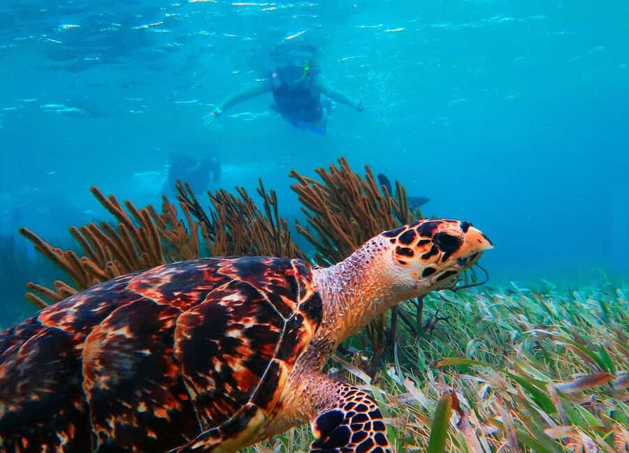 Puerto Morelos: Snorkel, Town Walk, Tequila & Beach Lunch - Town walking and shopping time