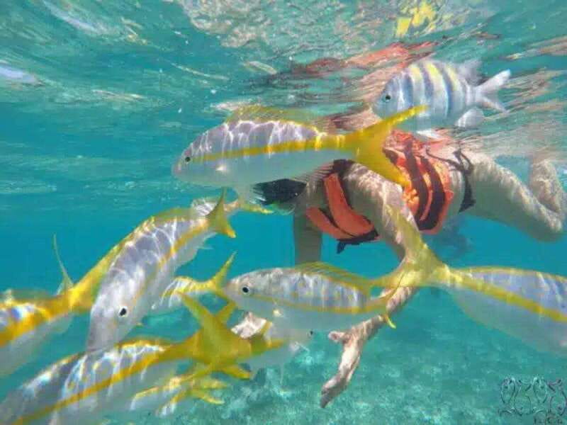 Puerto Morelos: Snorkeling at The National Reef Park - A close look at Puerto Morelos National Reef Park