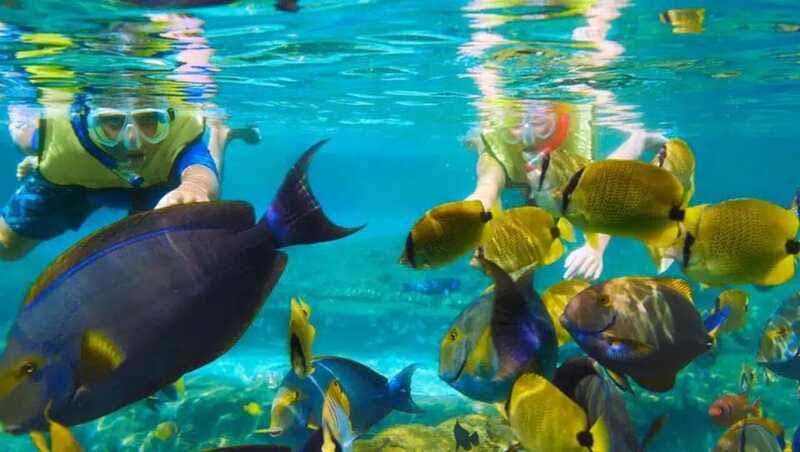 Puerto Morelos: Snorkeling at The National Reef Park - Fish, rays, turtles, and other sea life