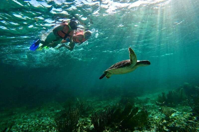 Puerto Morelos: Snorkeling Guided Activity - A quick ride to colorful fish and larger animals
