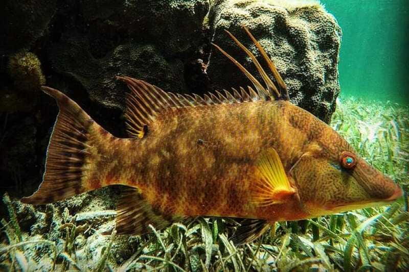 Puerto Morelos: Snorkeling Guided Activity - My recommendation for Puerto Morelos snorkelers