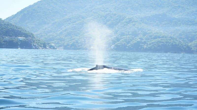 Puerto Vallarta: 3-Hour Whale Watching and Snorkeling - Key points to know before booking