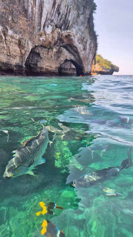 Puerto Vallarta: 3-Hour Whale Watching and Snorkeling - The snorkeling promise needs a careful reading