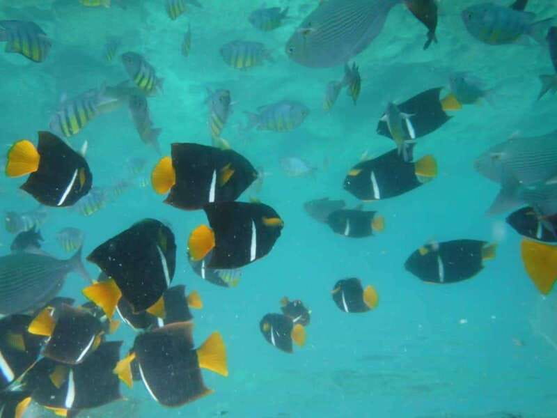 Puerto Vallarta: Los Arcos Snorkel & Beach Private Boat Tour - Key points to know before you book