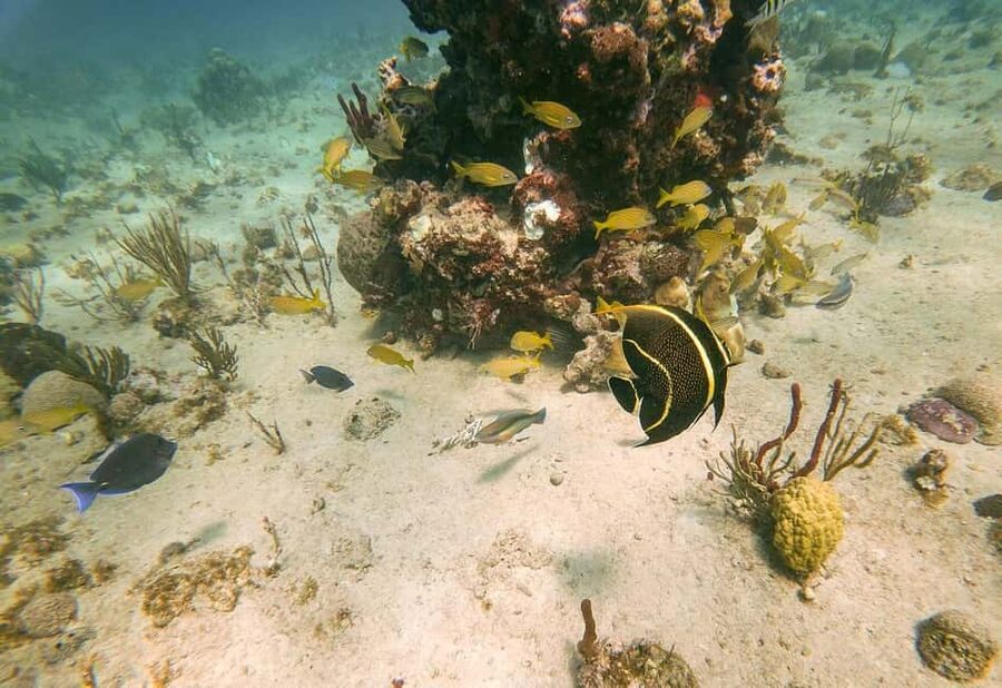 Punta Cana: Catalina Island Trip with Snorkeling - Two and a half hours for lunch and beach time