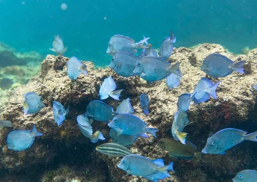 Punta Cana: Full-day Snorkelling Tour in Catalina Island - The La Romana port sets up the boat ride
