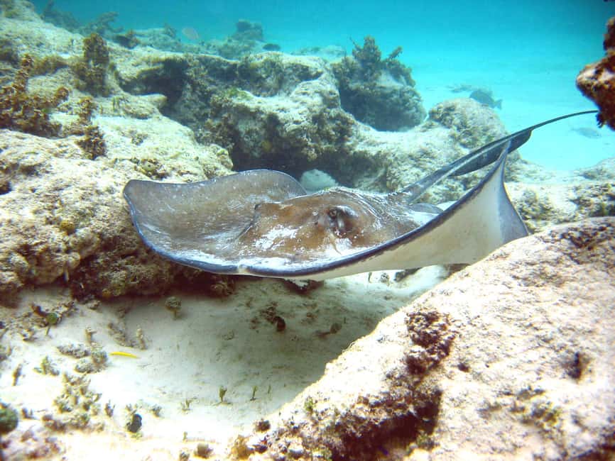 Punta Cana: Marinarium Snorkeling Cruise - The waist-deep natural pool and floating bar