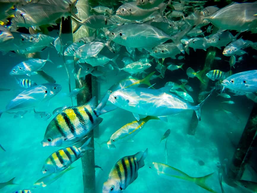 Punta Cana: Marinarium Snorkeling Cruise - The glass-bottom catamaran ride