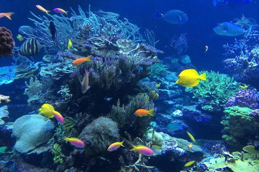Punta Cana or La Romana: Catalina Island Tour and Snorkeling - Snorkeling along the coral wall