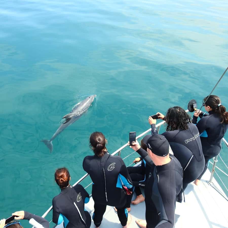 Queenscliff Harbour: 3.5hr Seal & Dolphin Snorkelling Tour - What the 3.5-hour seal and dolphin trip is really like