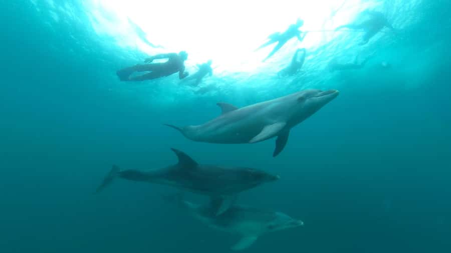 Queenscliff Harbour: 3.5hr Seal & Dolphin Snorkelling Tour - Searching for dolphins requires patience