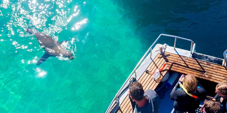 Queenscliff Harbour: 3.5hr Seal & Dolphin Snorkelling Tour - Who should book the snorkel option