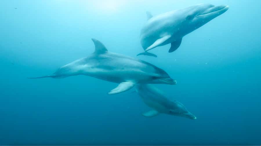 Queenscliff Harbour: 3.5hr Seal & Dolphin Snorkelling Tour - Popes Eye gives you a calm start