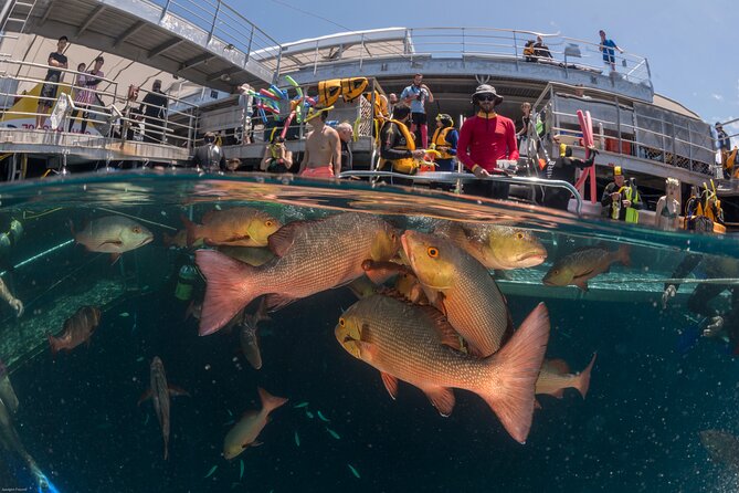 Quicksilver Great Barrier Reef Snorkel Cruise from Port Douglas - Key points to know before you book